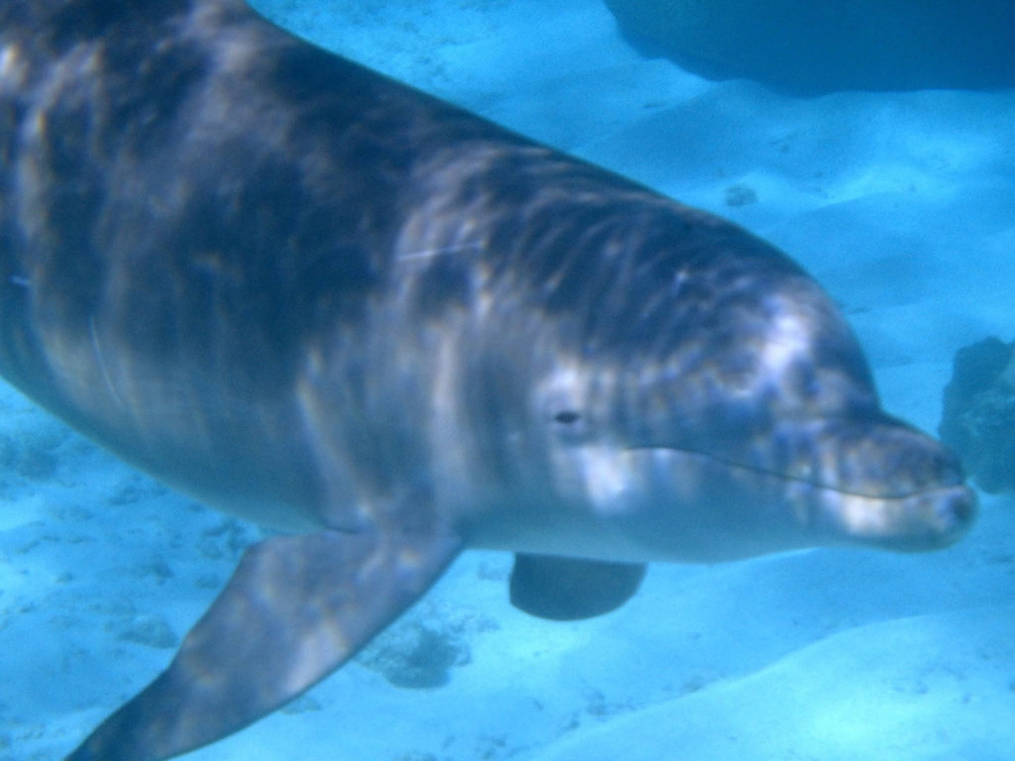 Close-up underwater portrait of a dolphin swimming directly toward the camera in clear blue Caribbean water, sandy bottom below