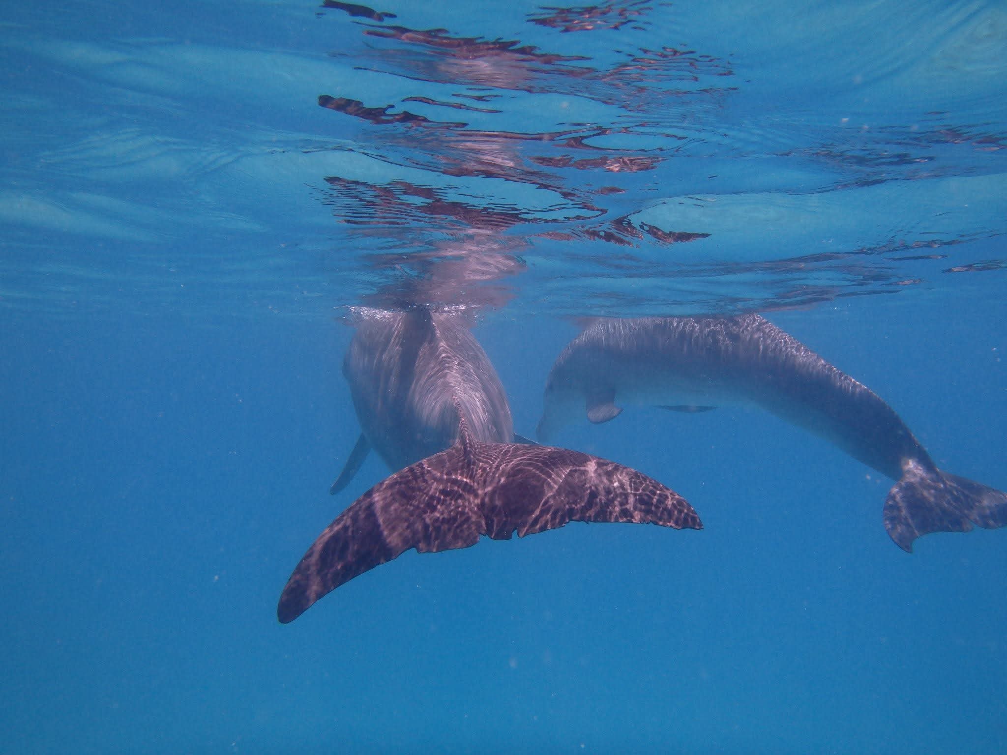 Underwater view of two dolphins near the surface, one showing its spotted tail flukes, second dolphin behind